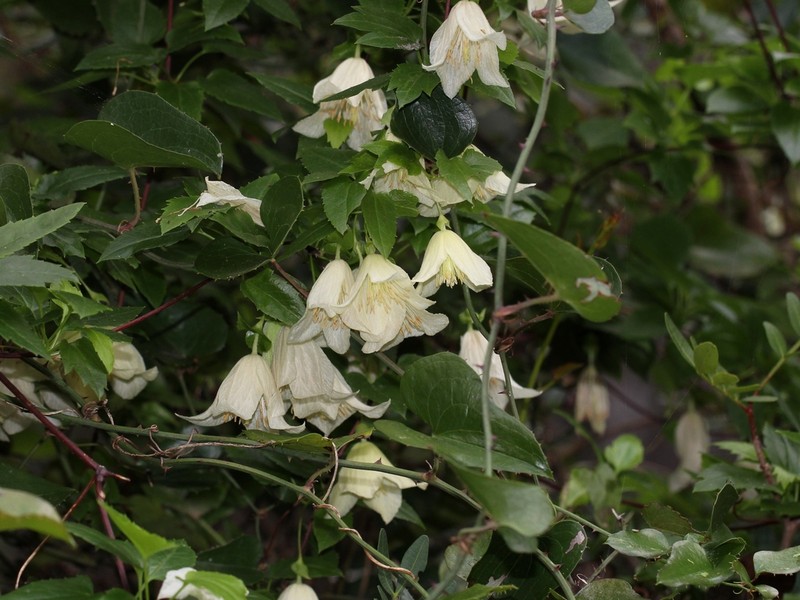 Clematis cirrhosa photo 2