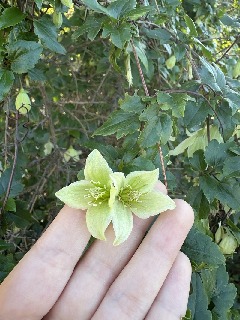 Clematis cirrhosa photo 3