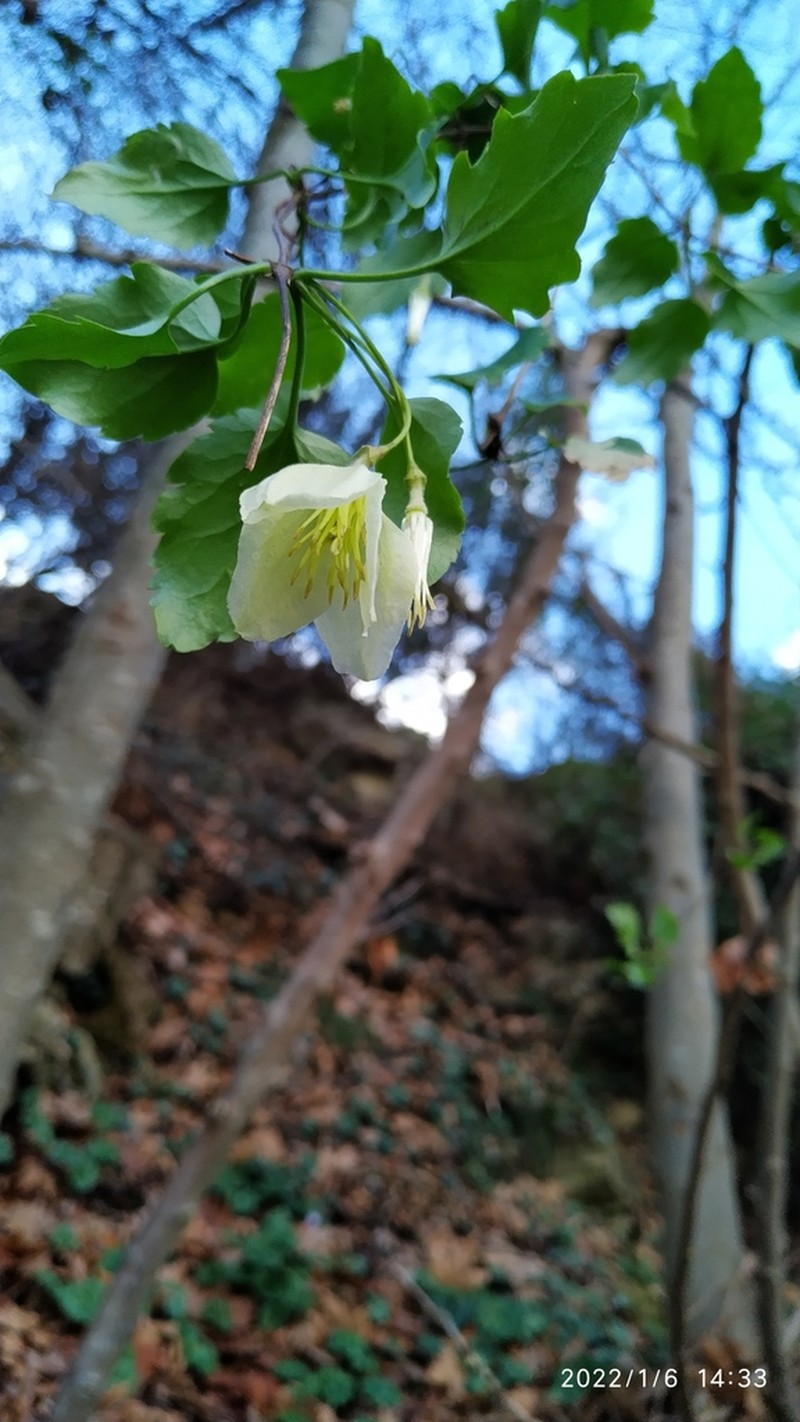 Clematis cirrhosa photo 4