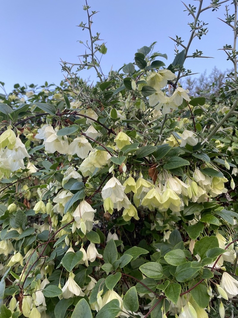 Clematis cirrhosa photo 5