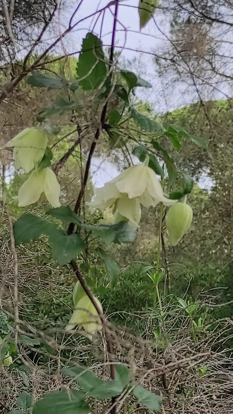 Clematis cirrhosa photo 7