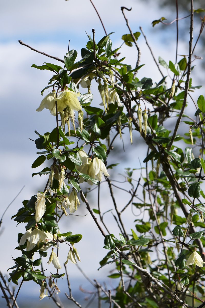 Clematis cirrhosa