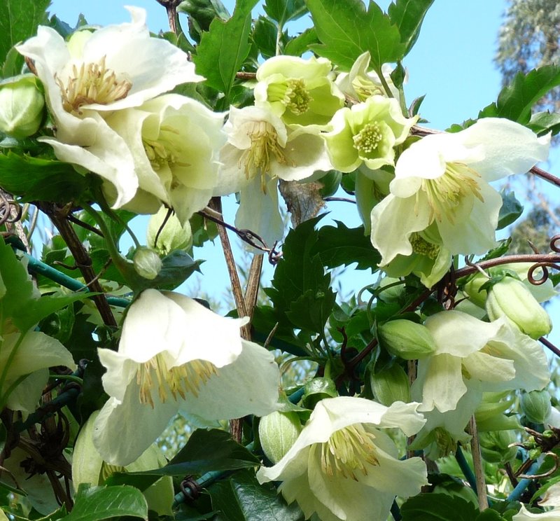 Clematis cirrhosa