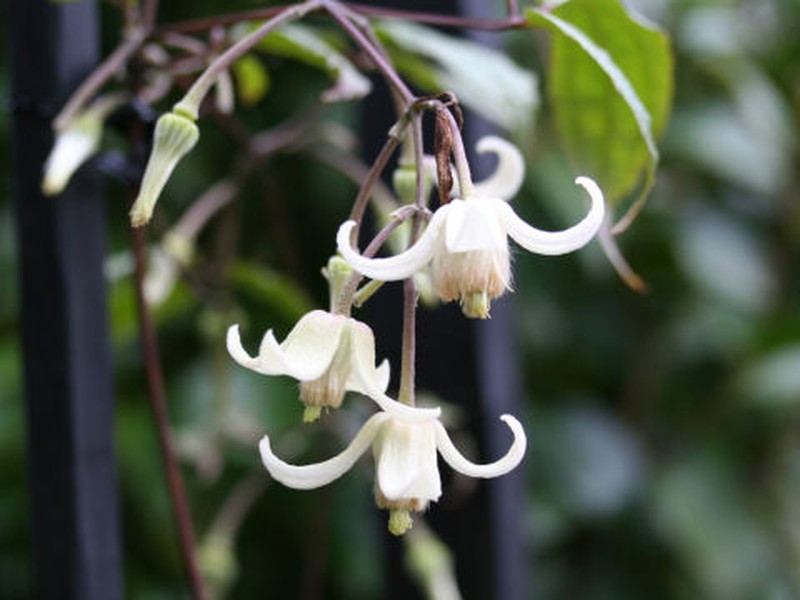 Clematis clarkeana