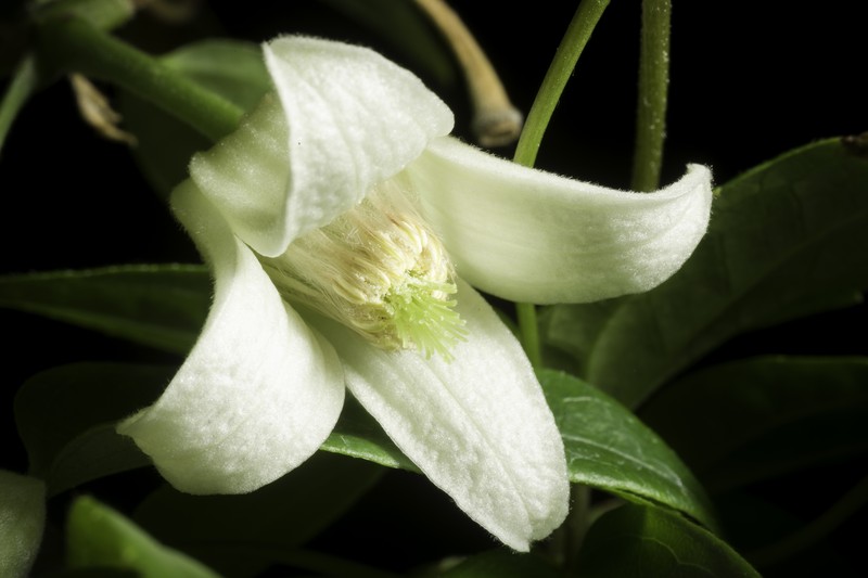 Clematis clarkeana photo 4