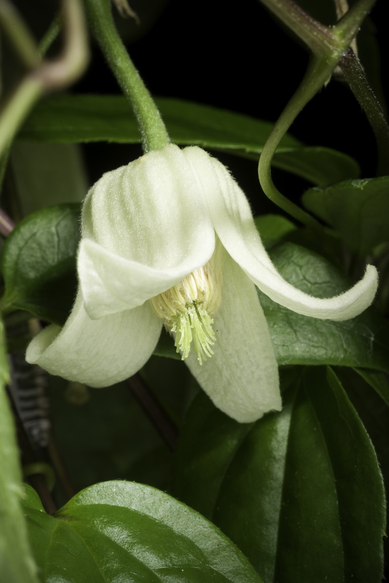 Clematis clarkeana photo 5