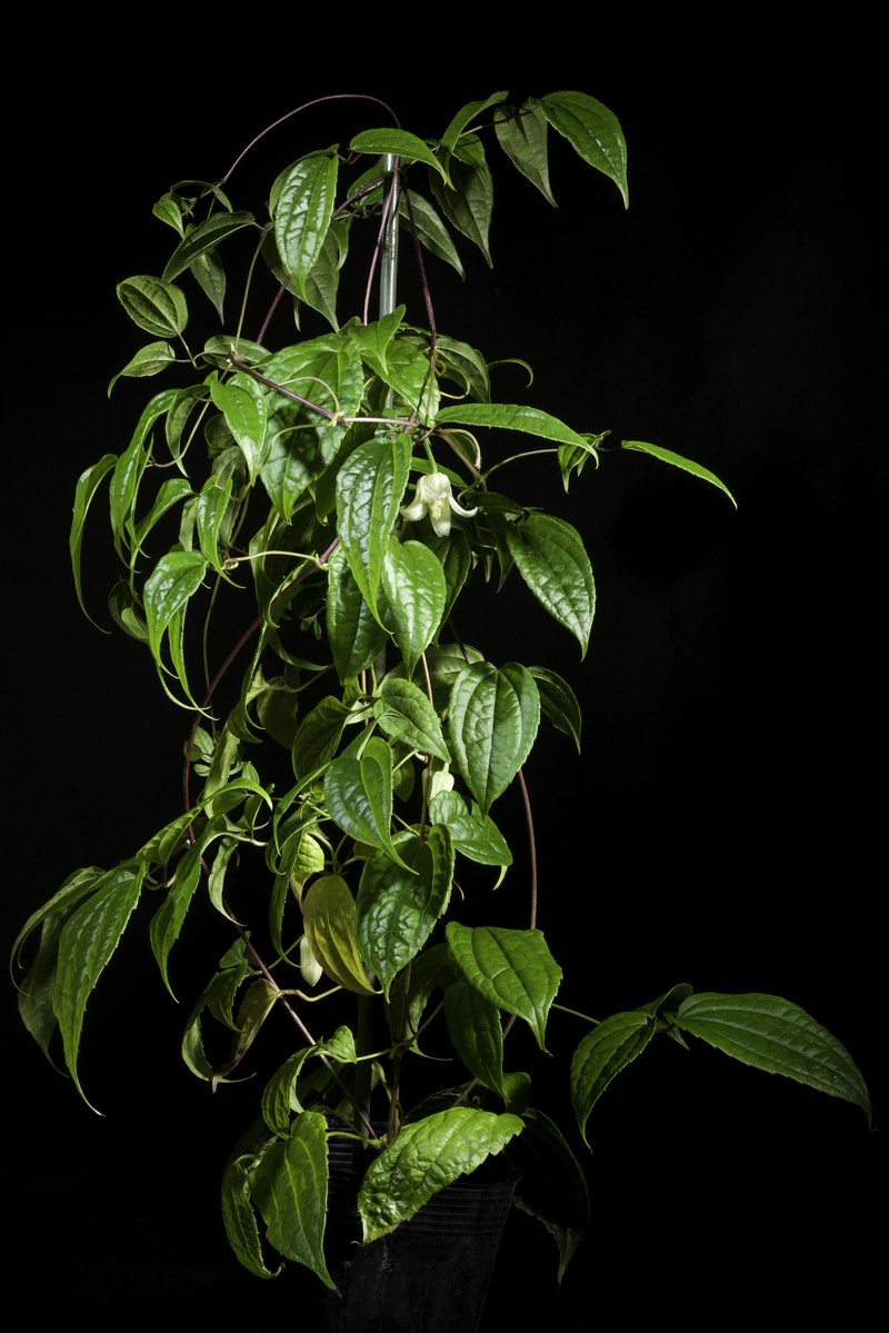 Clematis clarkeana photo 6