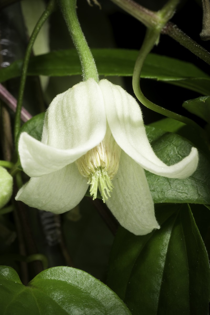 Clematis clarkeana photo 7