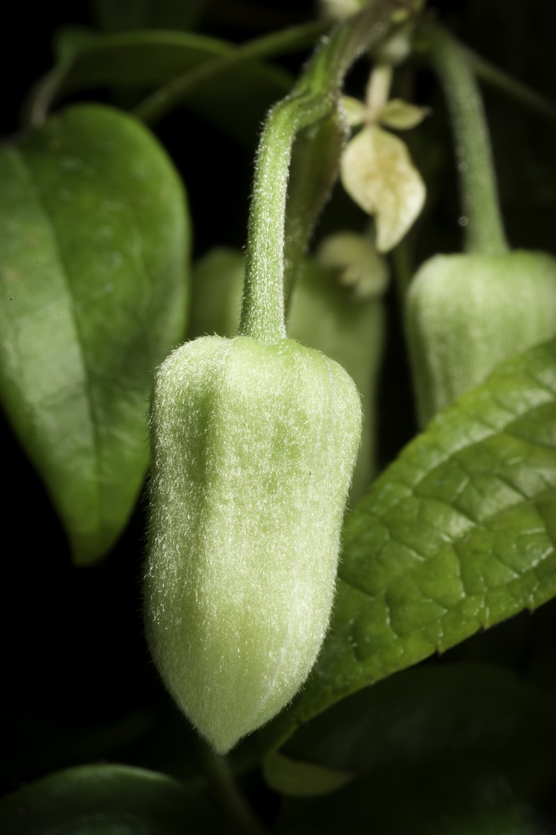 Clematis clarkeana photo 8