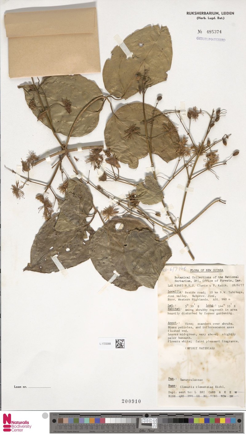 Clematis clemensiae photo 2