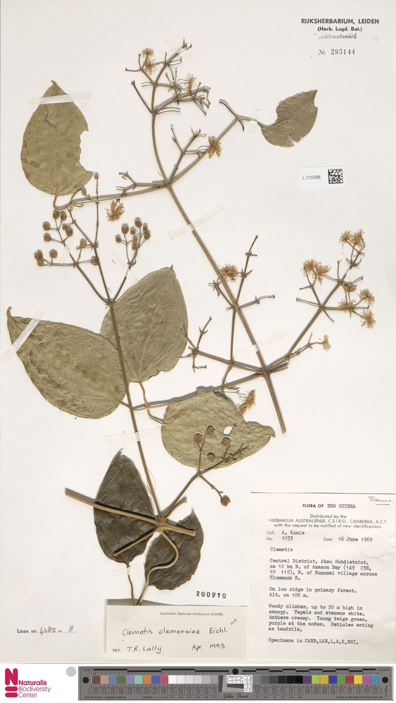 Clematis clemensiae photo 4