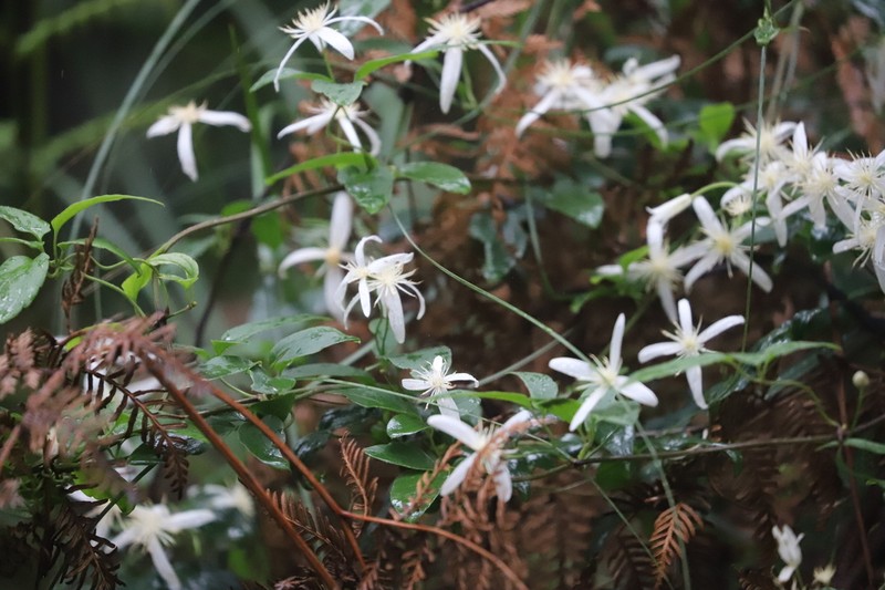 Clematis clitorioides photo 2
