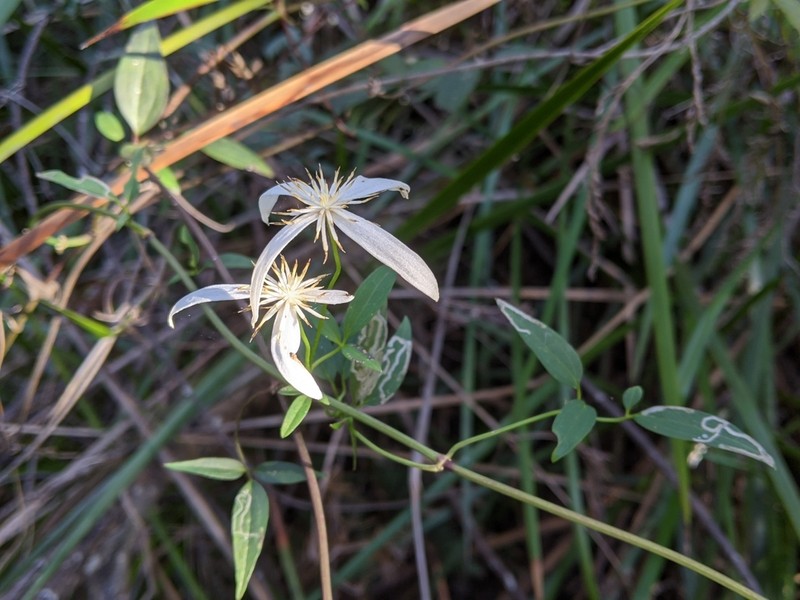 Clematis clitorioides photo 3