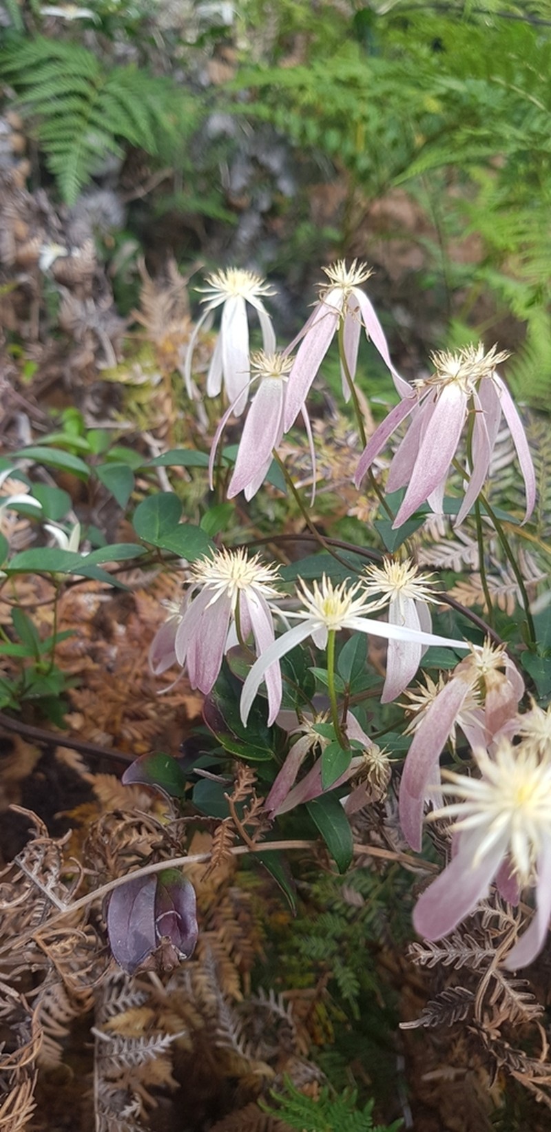 Clematis clitorioides photo 4