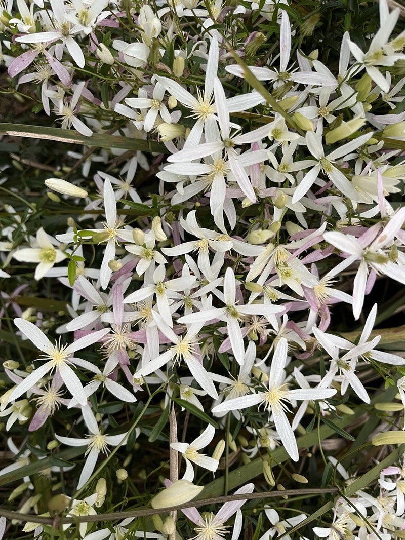 Clematis clitorioides photo 5