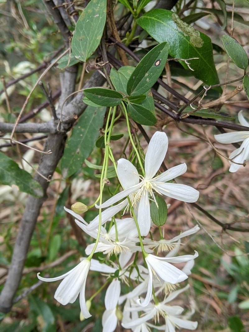 Clematis clitorioides photo 6