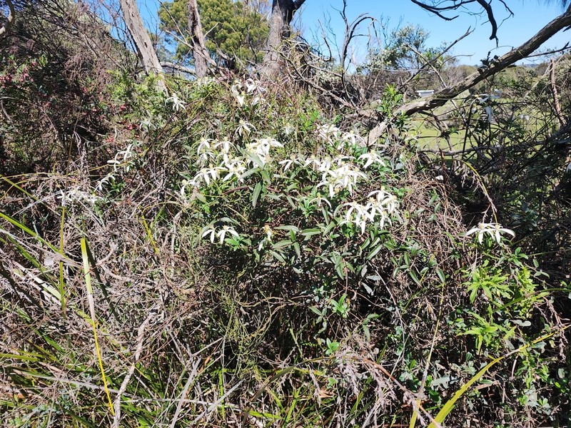 Clematis clitorioides photo 7