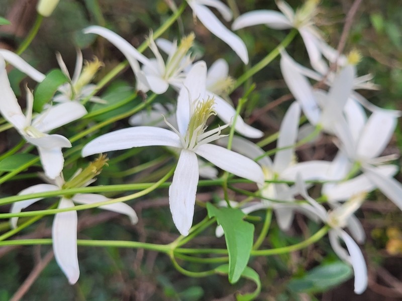 Clematis clitorioides photo 8