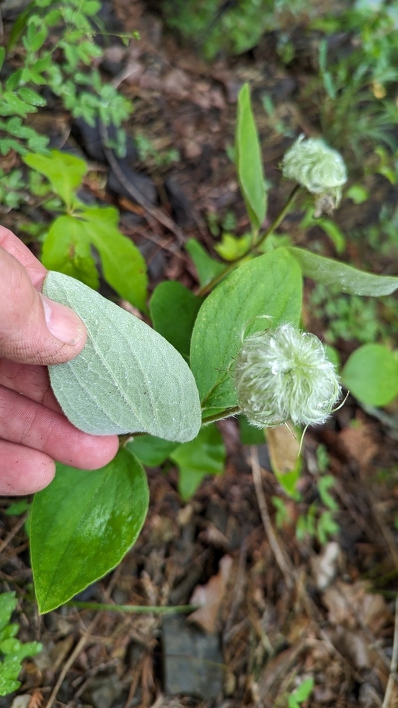 Virginia Whitehair Leather Flower
