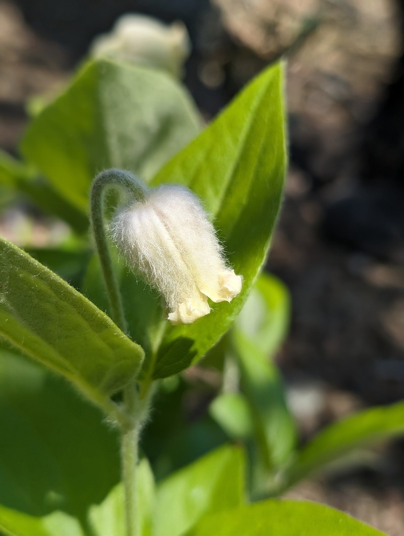 Virginia Whitehair Leather Flower photo 3