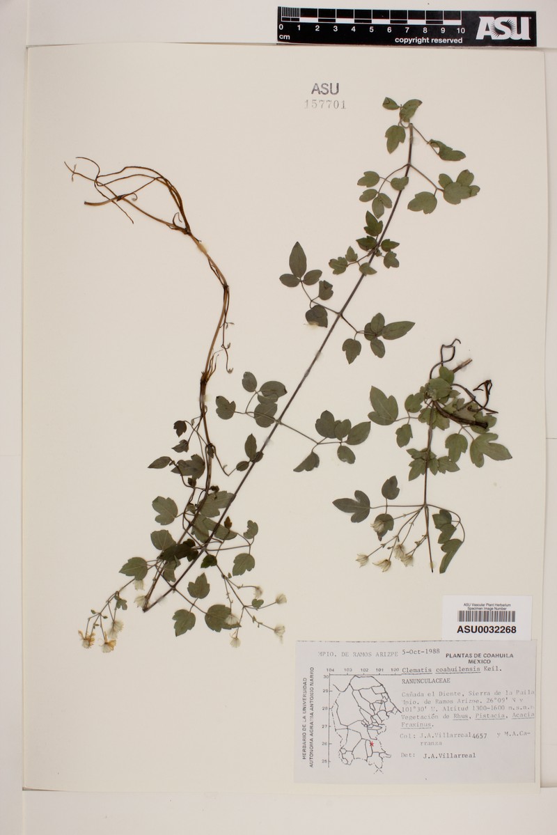 Clematis coahuilensis photo 2