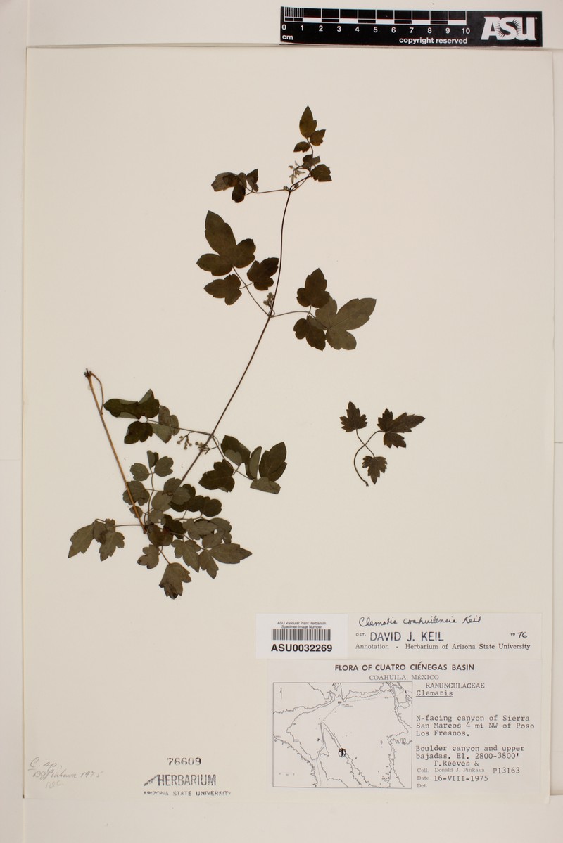 Clematis coahuilensis photo 3