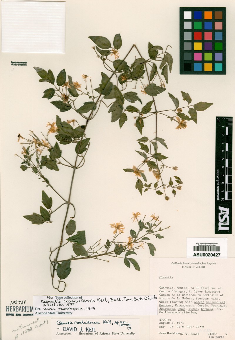 Clematis coahuilensis photo 4