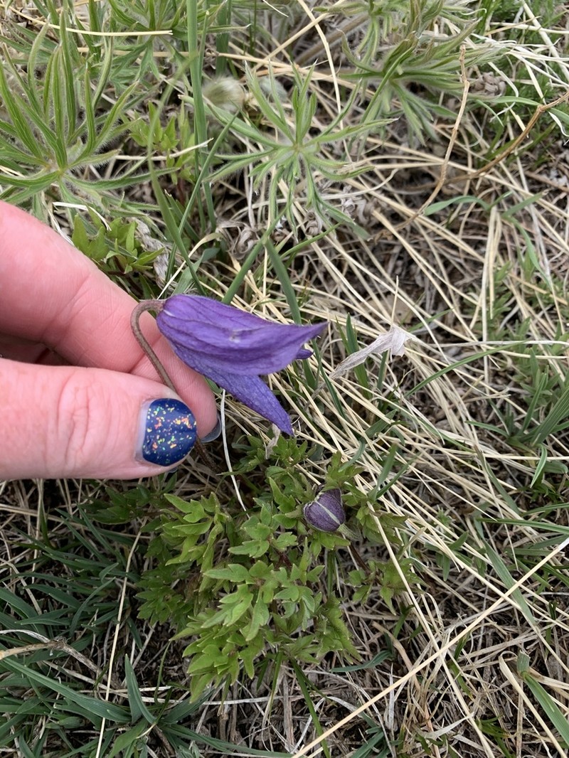 Rock Clematis