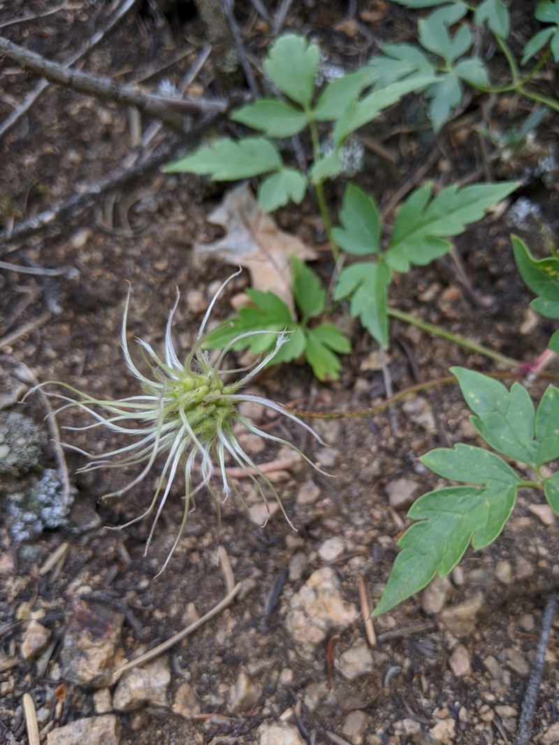 Rock Clematis photo 3