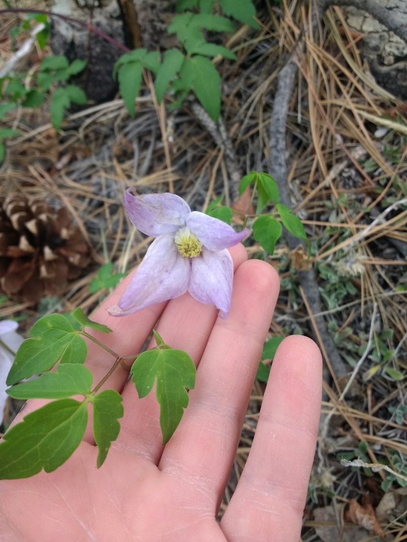 Rock Clematis photo 4