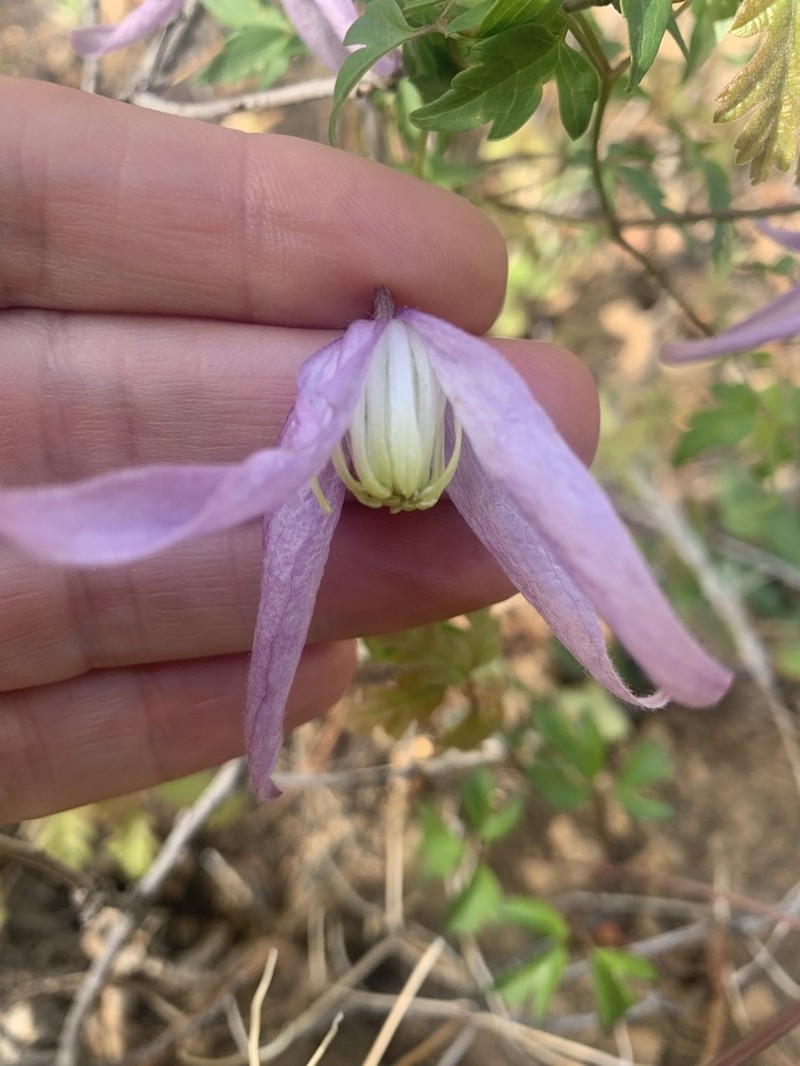 Rock Clematis photo 5