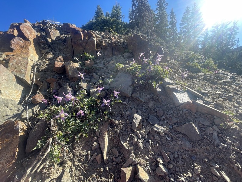 Rock Clematis photo 6