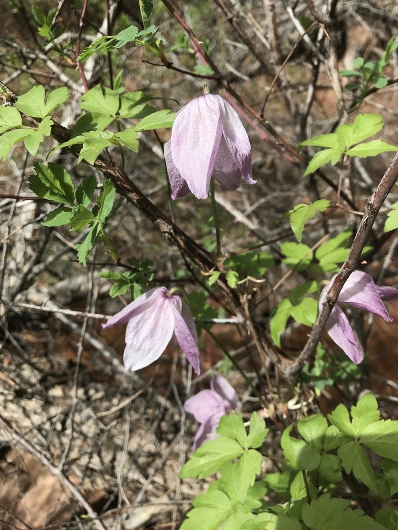 Rock Clematis photo 7
