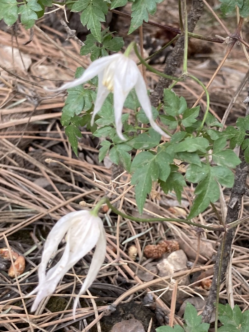 Rock Clematis photo 8