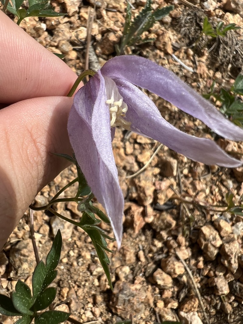 Clematis columbiana var. columbiana photo 4