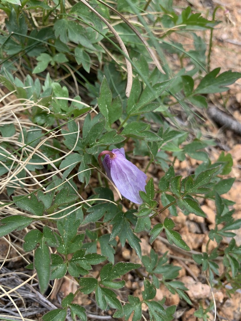 Clematis columbiana var. columbiana photo 5