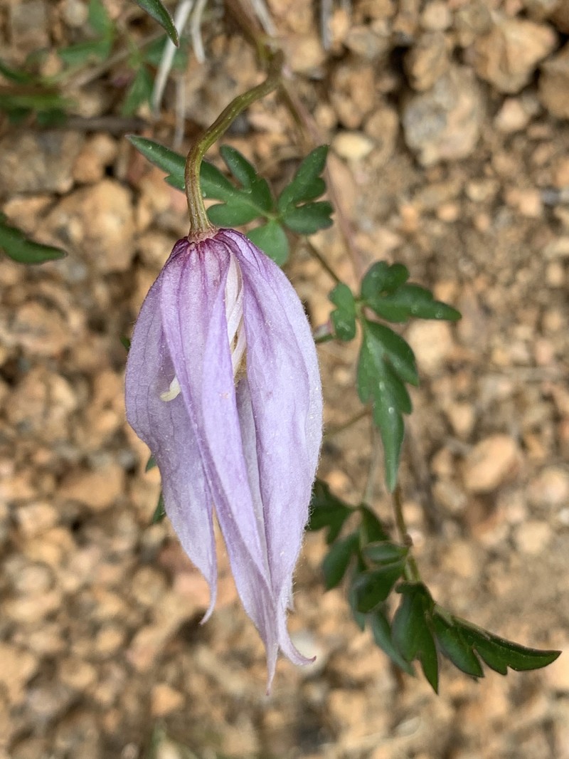 Clematis columbiana var. columbiana photo 6