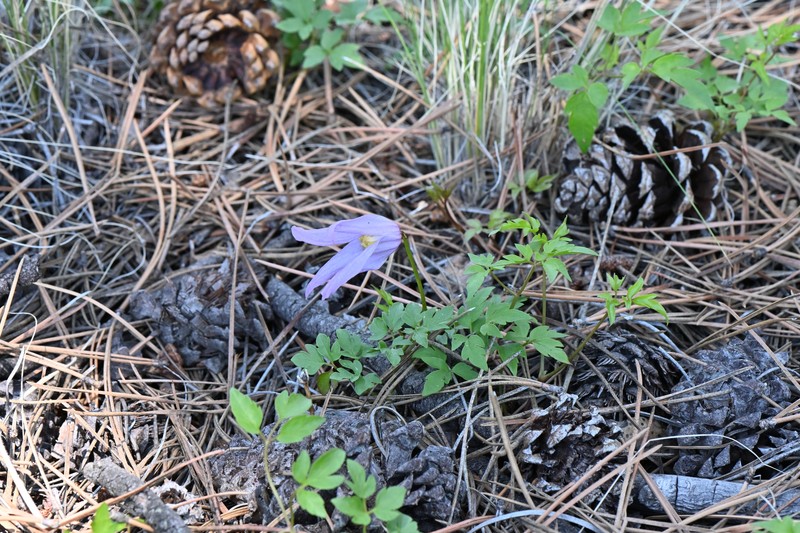Clematis columbiana var. tenuiloba