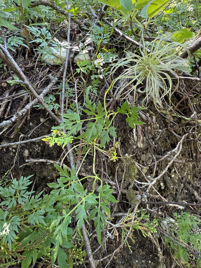 Clematis columbiana var. tenuiloba photo 2