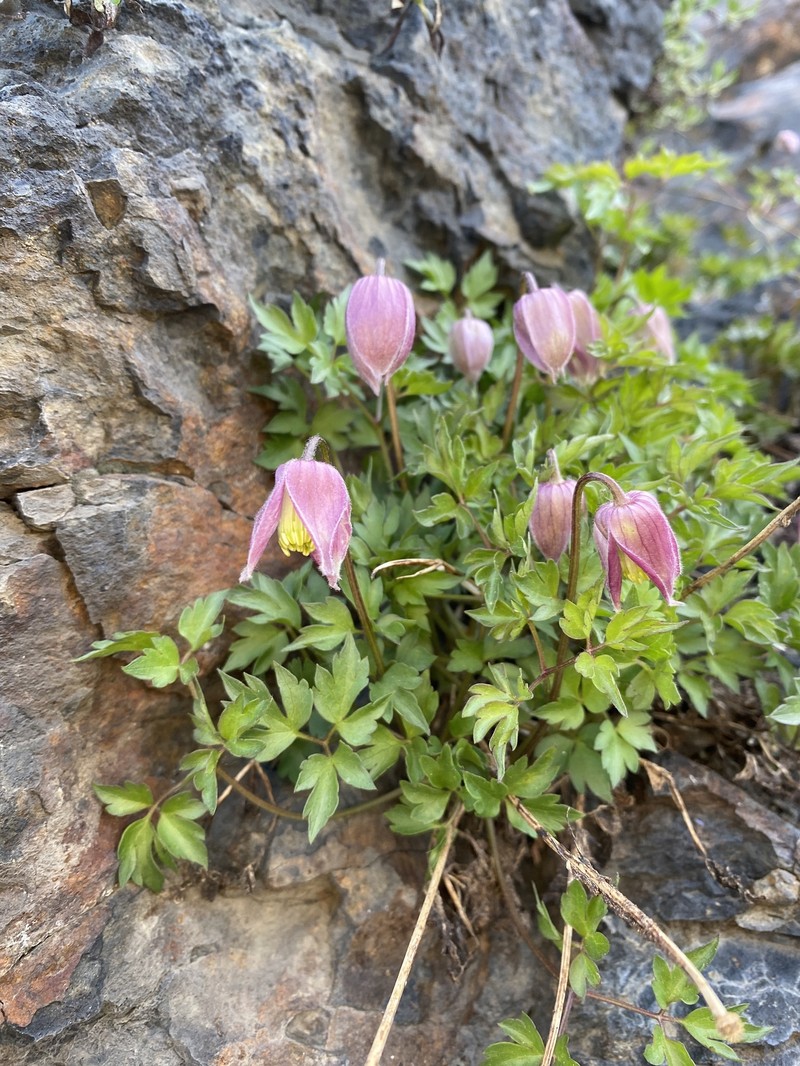 Clematis columbiana var. tenuiloba photo 3