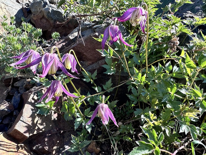 Clematis columbiana var. tenuiloba photo 4
