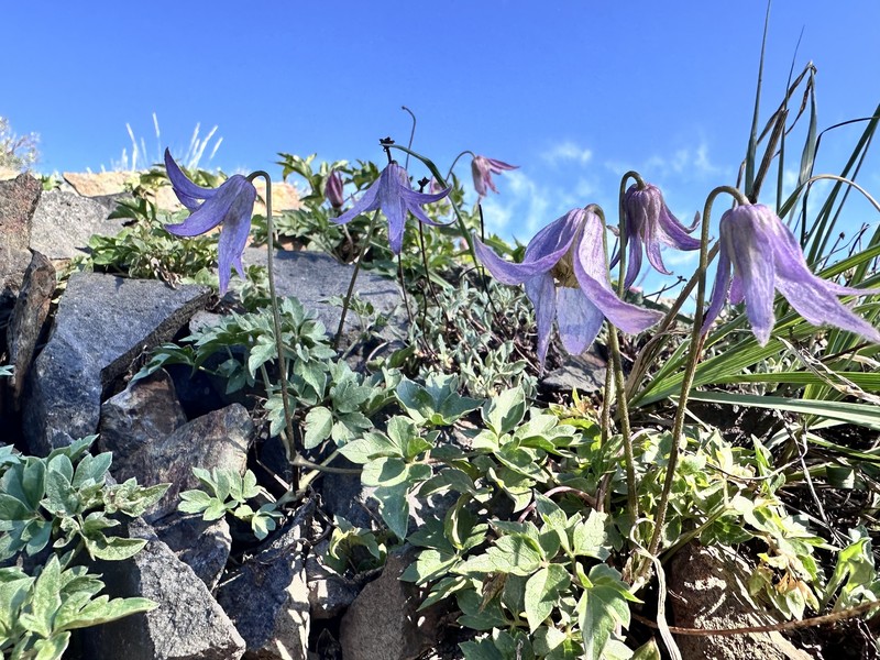 Clematis columbiana var. tenuiloba photo 5