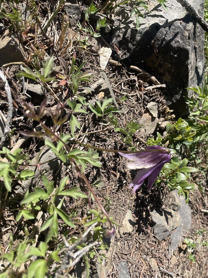 Clematis columbiana var. tenuiloba photo 6