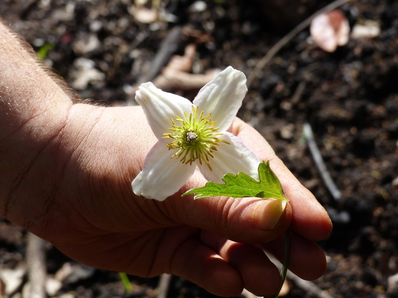 Clematis commutata