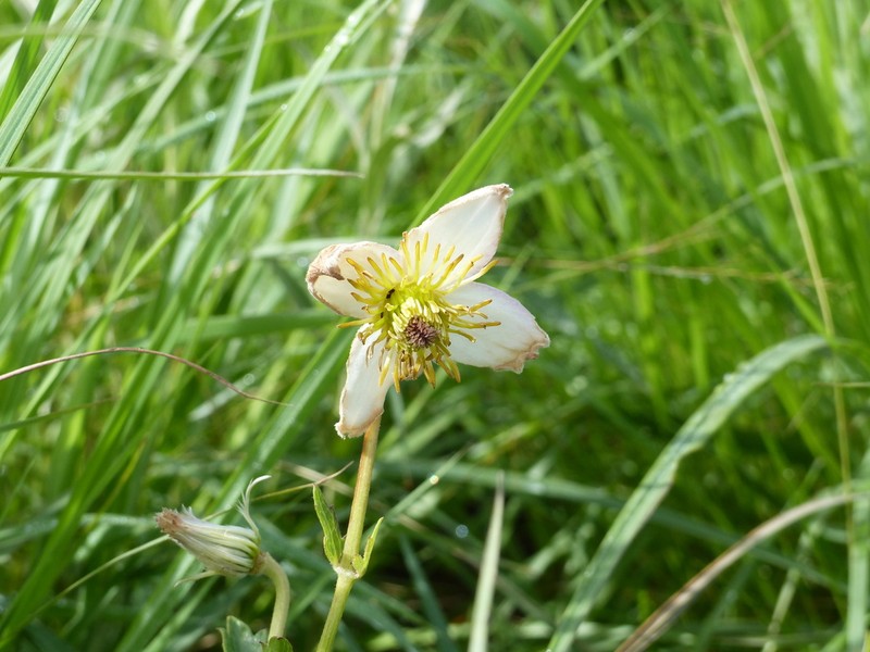 Clematis commutata photo 2