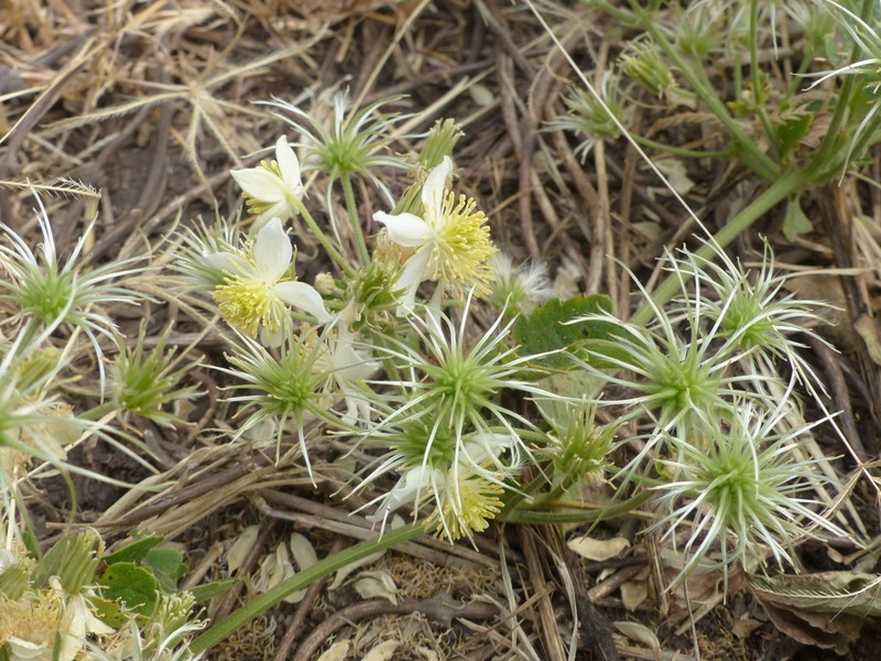 Clematis commutata photo 3
