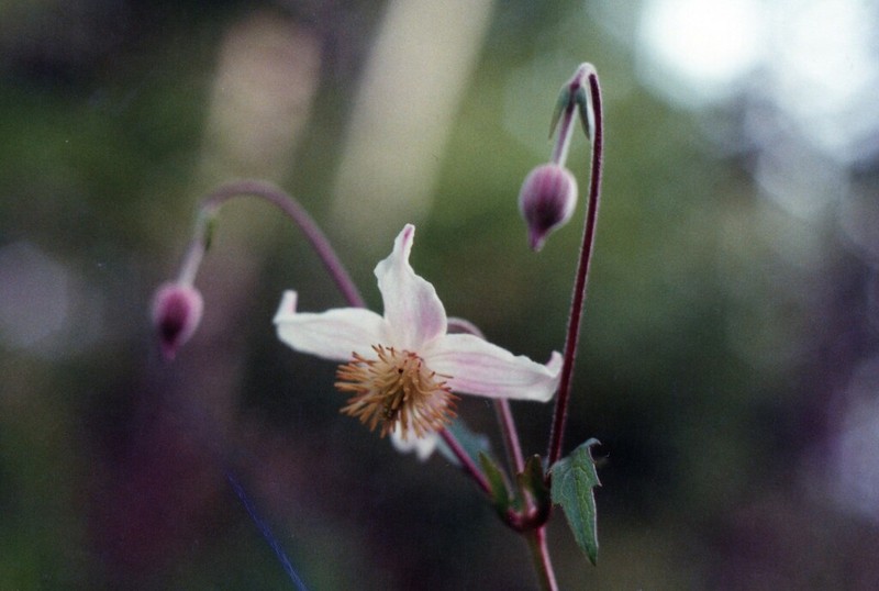 Clematis commutata photo 4