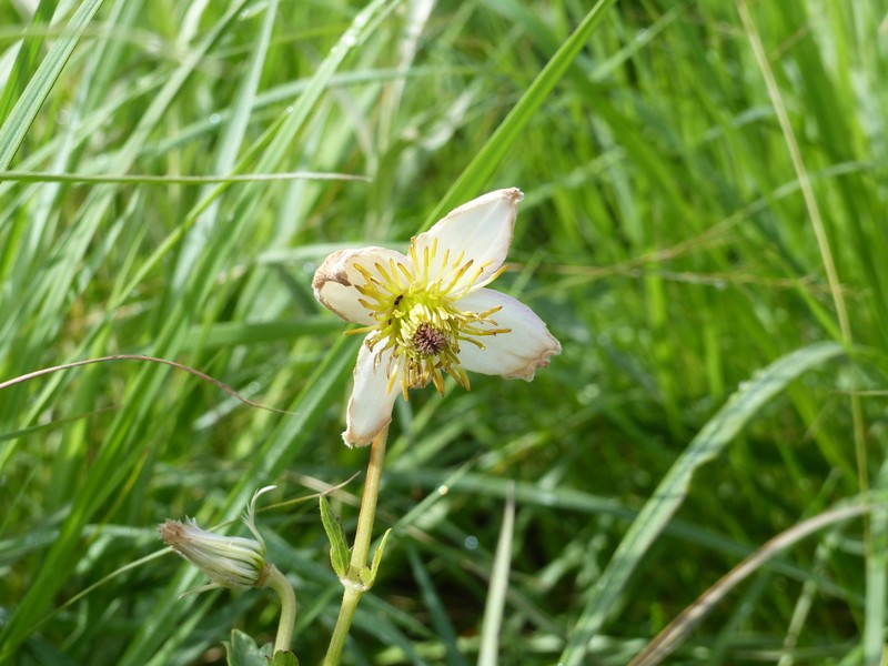 Clematis commutata photo 6