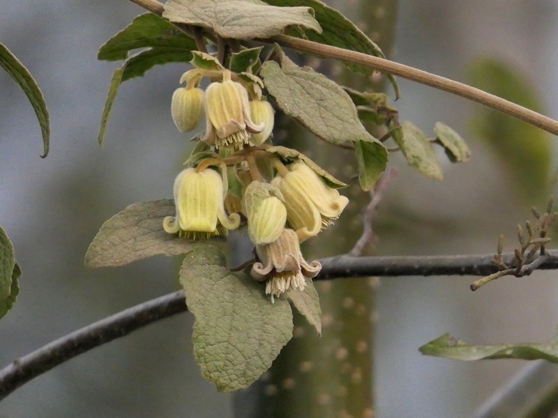 Clematis connata