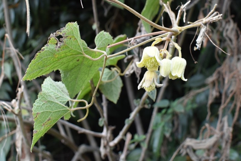Clematis connata photo 2